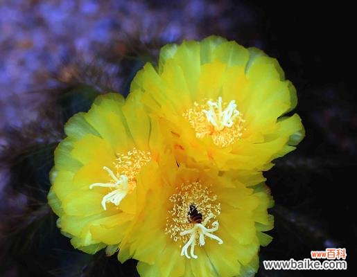 探寻仙人球的寓意与意义 仙人球