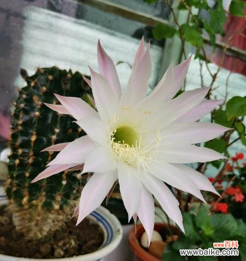 探寻仙人球的寓意与意义 仙人球