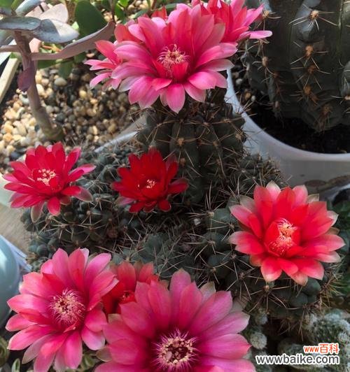 探寻仙人球的寓意与意义 仙人球