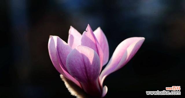 揭开紫色玉兰花的寓意与象征之谜 紫色玉兰花