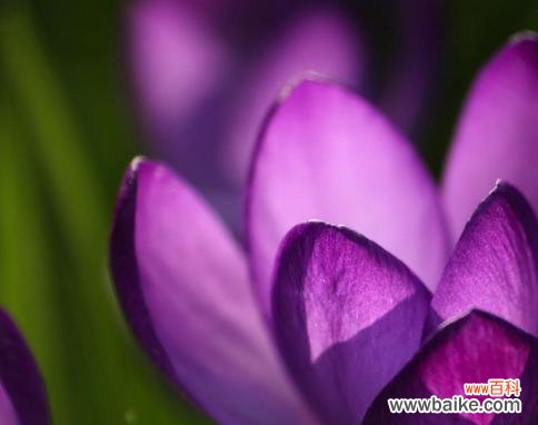 花开富贵 紫色郁金香