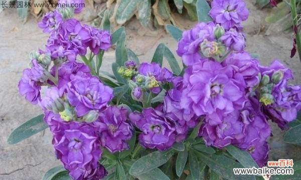 揭秘紫色紫罗兰的神秘花语 紫罗兰的花语与象征意义