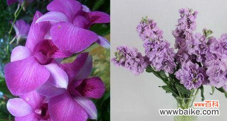 揭示紫色紫罗兰花的情感和象征意义 紫色紫罗兰花语寓意解析