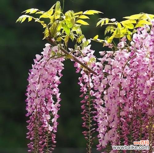 美丽而神秘的紫藤花 紫藤花的花语揭示情感和希望