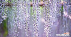 以紫藤花为主题的寓意象征及其魅力所在 紫藤花