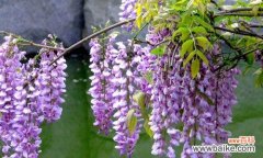 紫藤花花语的含义及其象征意义 紫藤花花语之寄托爱情的浪漫气息