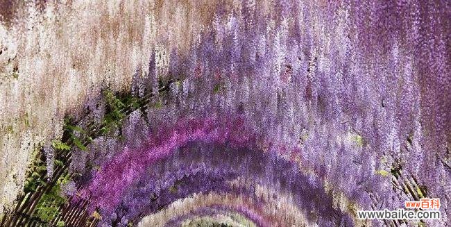 探秘紫藤花的花语和寓意 紫藤花