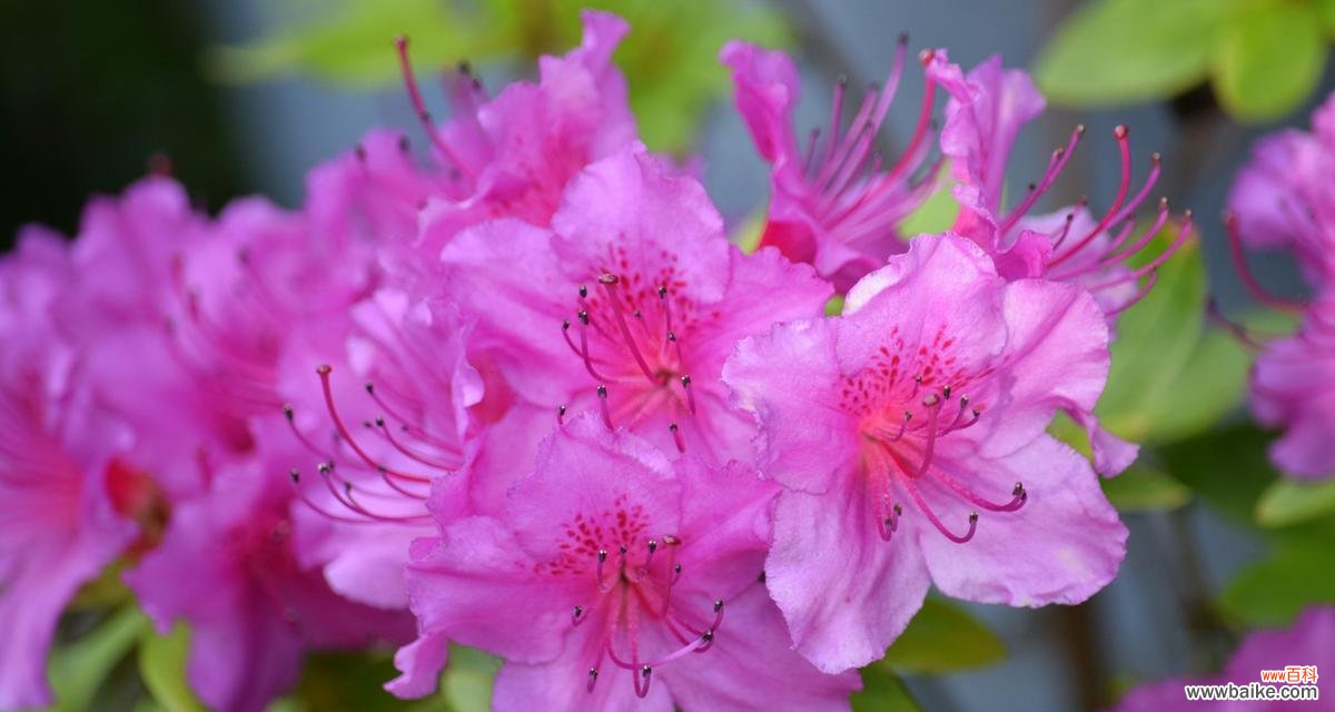 荷花和杜鹃花的花语分别是什么?