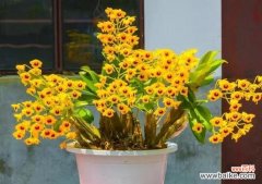 手工石斛兰的花语有哪些？表达什么情感？