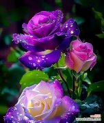 赞美梦幻的花语代表了什么？