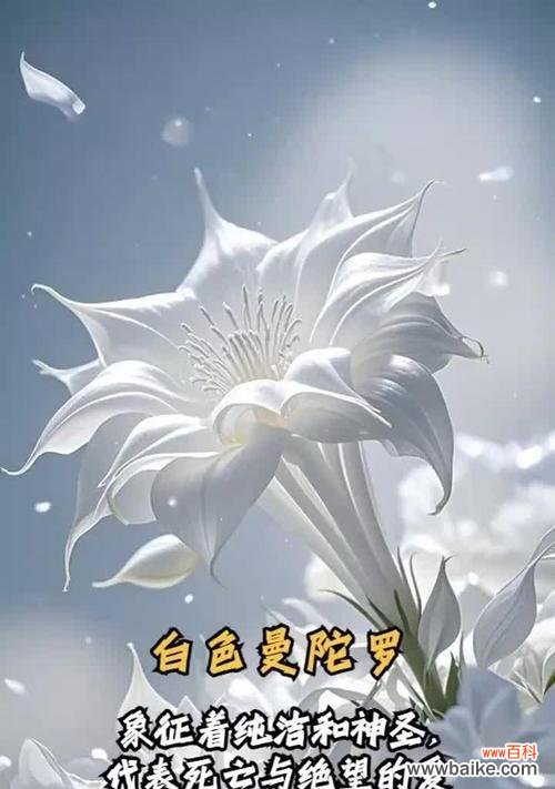 赞美梦幻的花语代表了什么?