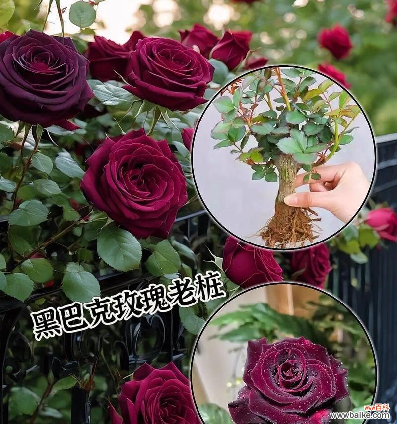 暗夜象征的花语是什么意思?