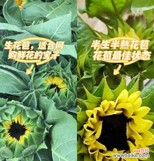 五元钱能买到的花语是什么？