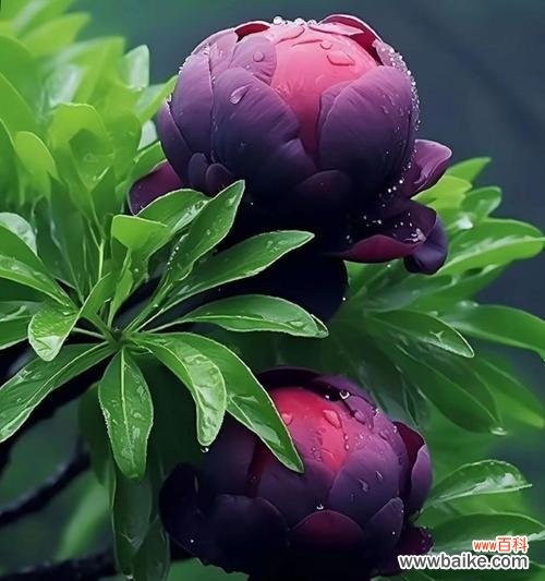 牡丹花的感悟和寓意是什么?如何表达?