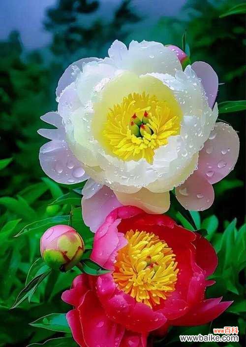 牡丹花的感悟和寓意是什么?如何表达?