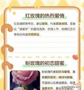 分手后送白色玫瑰花有何含义？它传达了怎样的情感？