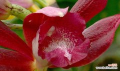 鹤顶兰的花语是什么？鹤顶兰代表什么寓意？