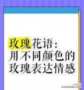 见面时拿玫瑰花代表什么？玫瑰花语中有哪些含义？