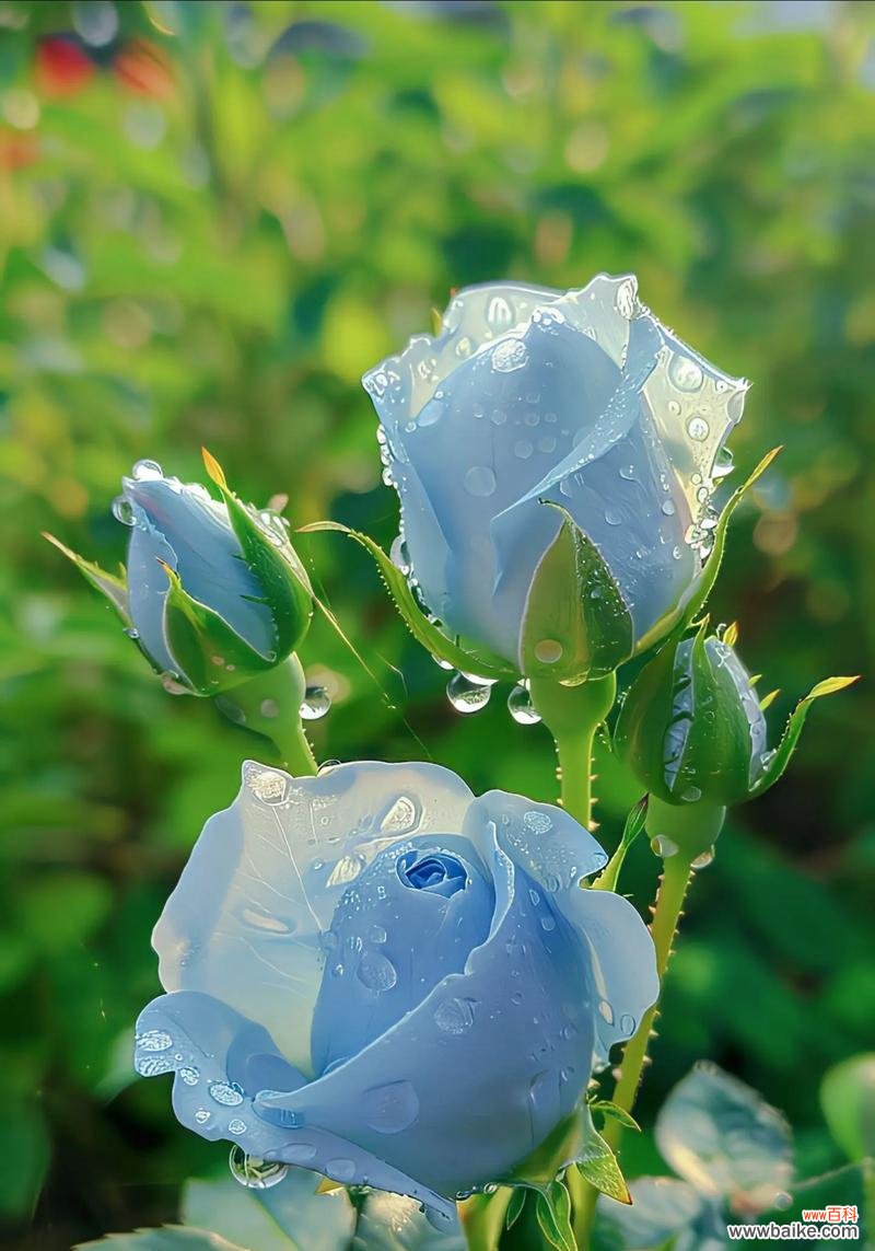 玫瑰花的花语和寓意是什么?它有什么特别含义?