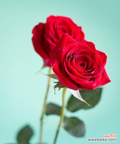 玫瑰花的花语和寓意是什么?它有什么特别含义?