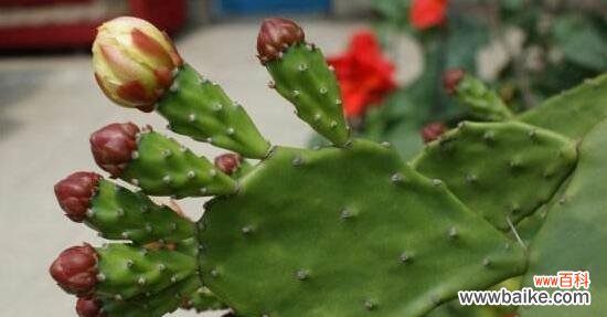 仙人掌传递的内涵与心灵寄托 仙人掌的花语与寓意