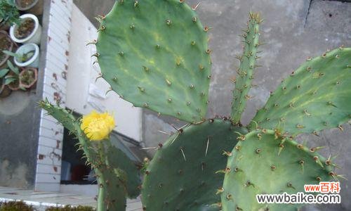 仙人掌传递的内涵与心灵寄托 仙人掌的花语与寓意