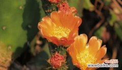 揭开仙人掌花语的神秘面纱 仙人掌的花语-独立坚强