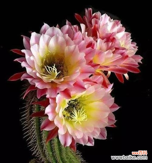 揭开仙人掌花语的神秘面纱 仙人掌的花语-独立坚强