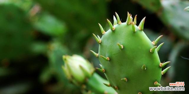 揭开仙人掌花语的神秘面纱 仙人掌的花语-独立坚强
