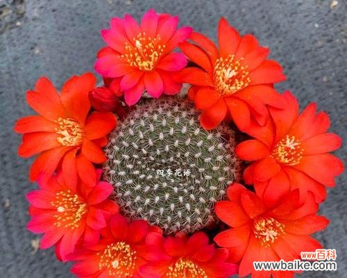 解读仙人掌花语的深意和象征意义 仙人掌花语之神秘与坚韧