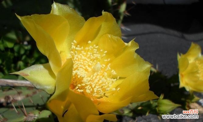 解读仙人掌花语的深意和象征意义 仙人掌花语之神秘与坚韧