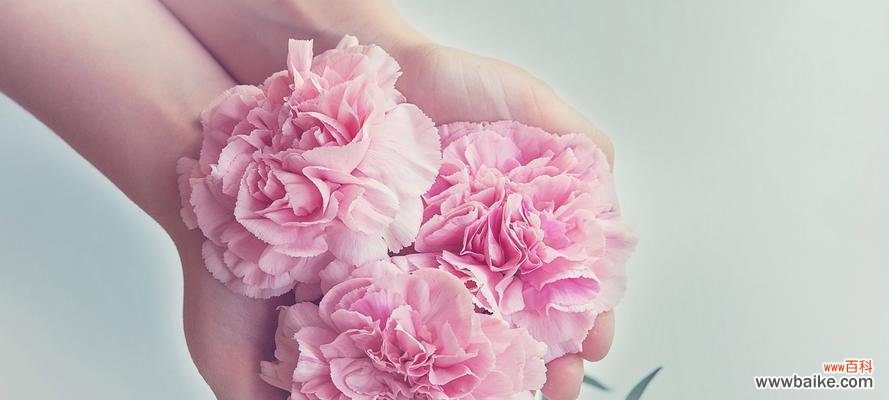 鲜切花的含义与种类,切割技术与注意事项 以鲜切花什么意思——揭开花卉切割的奥秘