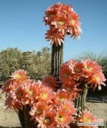 探索仙人掌的奇妙世界 仙人掌的寓意与启示