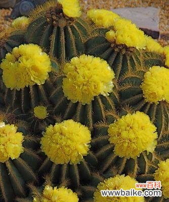 探索仙人掌的奇妙世界 仙人掌的寓意与启示