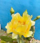 探索仙人掌花语的象征意义与传统文化内涵 仙人掌花语的奥秘