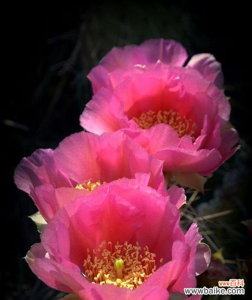 探索仙人掌花语的象征意义与传统文化内涵 仙人掌花语的奥秘