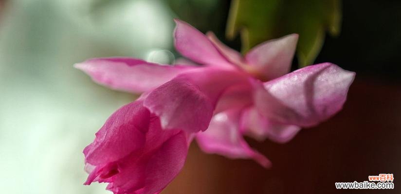 探索仙人掌花语的象征意义与传统文化内涵 仙人掌花语的奥秘