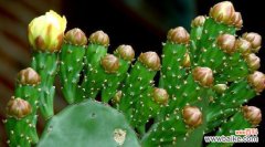 揭秘仙人掌花语的世界，了解植物的情感表达 仙人掌花花语