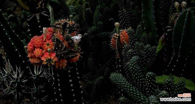 探寻仙人掌的象征意义及其在生活中的应用 以仙人掌的寓意是什么