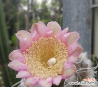 探寻仙人掌的象征意义及其在生活中的应用 以仙人掌的寓意是什么