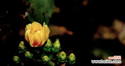 探寻仙人掌的象征意义及其在生活中的应用 以仙人掌的寓意是什么