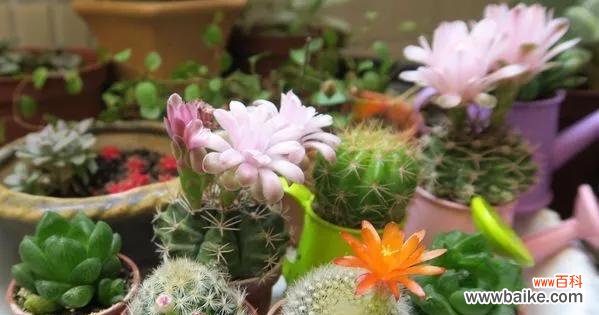 揭开仙人掌的神秘面纱，探索其象征意义 仙人掌的寓意与象征风水