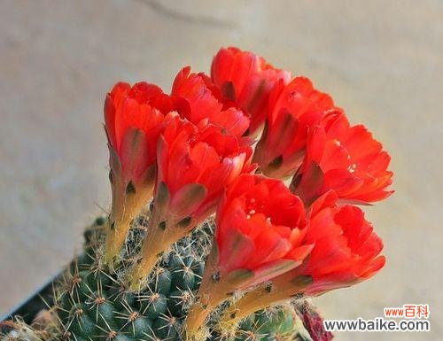 揭开仙人掌的神秘面纱，探索其象征意义 仙人掌的寓意与象征风水