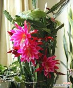 探寻仙人掌开花的神奇之处 仙人掌开花的寓意