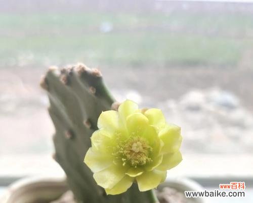 探寻仙人掌开花的神奇之处 仙人掌开花的寓意