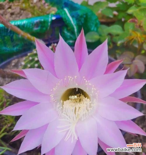 探秘仙人掌开花的花语，解读坚韧与美丽的象征 仙人掌开花的花语