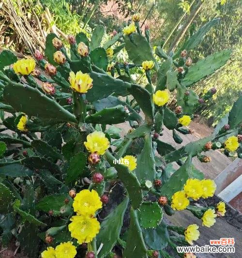 揭示仙人掌开花的象征意义与科学原理 仙人掌开花之奇迹