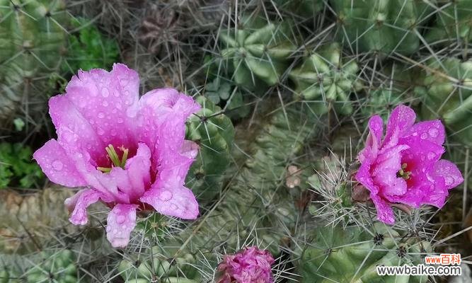 掌握生命之美 仙人掌盛放花海
