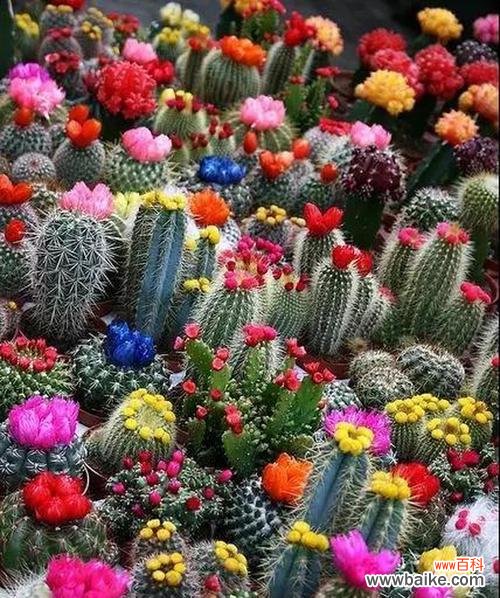 探寻仙人掌开花的奥秘,感悟生命的坚韧与美丽 仙人掌开花的意义与启示