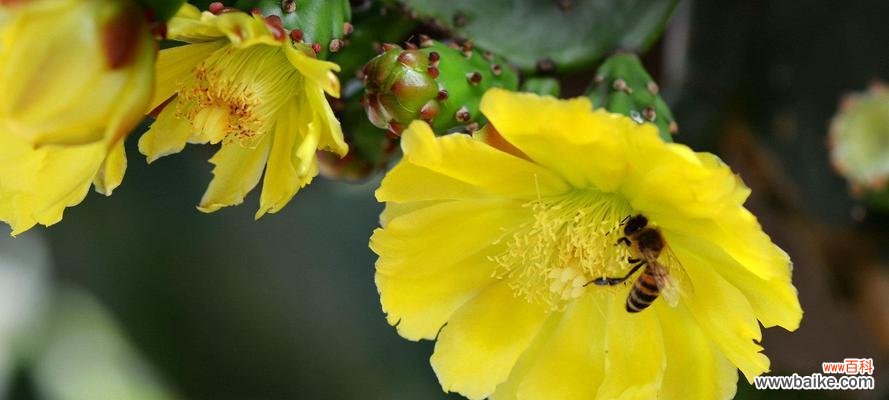 探寻仙人掌开花的奥秘,感悟生命的坚韧与美丽 仙人掌开花的意义与启示